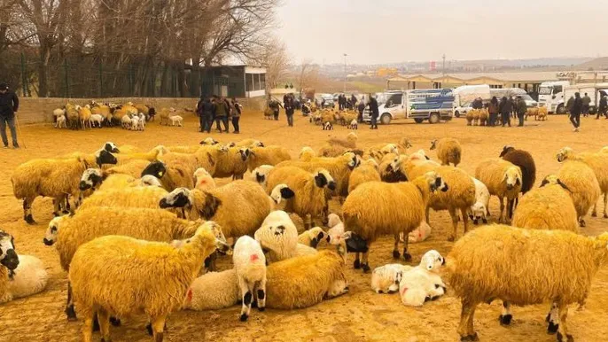 Diyarbakır Hayvan Pazarı Yeniden Açıldı 